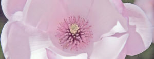 Blüht im Frühling: Die Magnolie